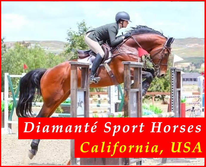 Diamante Showjumping Horses For Sale, California